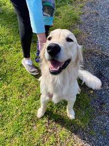 Smiling golden retriever